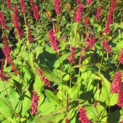 Bio Kerzen-Knöterich 'JS Caliente' Dunkelrot, Topf-Ø 11 Cm, 3er-Set -Gartengeschäft 0319100501 Bistorta amplex JS Calliente 3er Set rot 2 110648