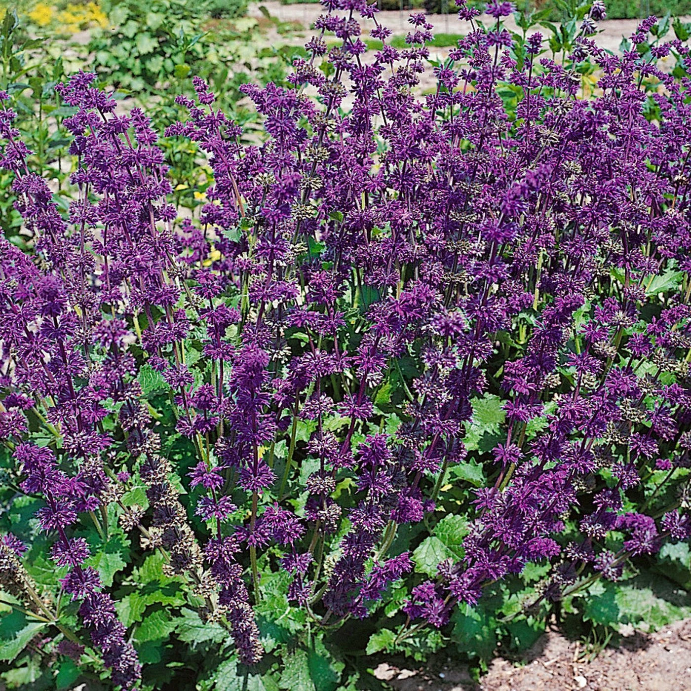 Bio Salvia Verticillata 'Purple Rain' Purpur-violett, Topf-Ø 11 Cm, 3er-Set 1 Bio Salvia Verticillata 'Purple Rain' Purpur-violett, Topf-Ø 11 Cm, 3er-Set