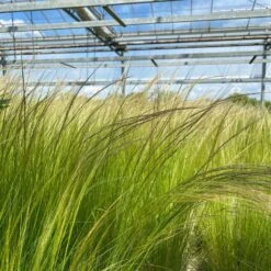 Bio Federgras, Topf-Ø 12 Cm, 3er-Set 12 Bio Federgras, Topf-Ø 12 Cm, 3er-Set -Gartengeschäft 0319100517 Stipa tenuissima Ponytails 3er Set T12 20 122453