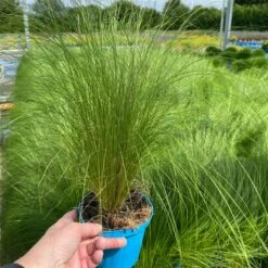 Pflanzenset 'Spätsommer-Gold' Gelb-orange, Topf-Ø 12 Cm, 4er-Set -Gartengeschäft 0319100517 Stipa tenuissima Ponytails 3er Set T12 3 122452