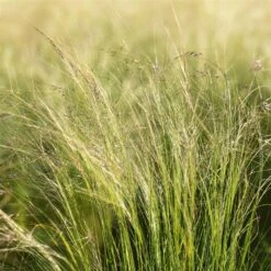 Bio Federgras, Topf-Ø 12 Cm, 3er-Set 15 Bio Federgras, Topf-Ø 12 Cm, 3er-Set -Gartengeschäft 0319100517 Stipa tenuissima Ponytails 3er Set 2 107950 1