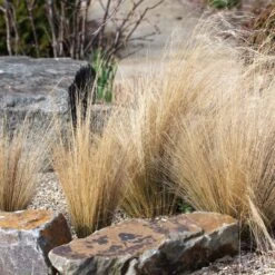 Pflanzenset 'Spätsommer-Gold' Gelb-orange, Topf-Ø 12 Cm, 4er-Set -Gartengeschäft 0319100517 Stipa tenuissima Ponytails 3er Set 3 107952