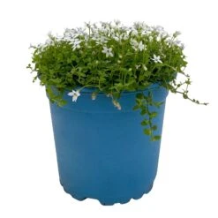 Isotoma Fluvialis Weiß, Topf-Ø 12 Cm, 3er-Set -Gartengeschäft 0319100527 Isotoma fluviatilis 3er Set weiss 1 110596