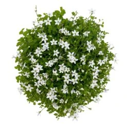 Isotoma Fluvialis Weiß, Topf-Ø 12 Cm, 3er-Set -Gartengeschäft 0319100527 Isotoma fluviatilis 3er Set weiss 5 110598