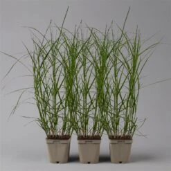 Bio Palmwedel-Segge Rotbraun, Topf-Ø 11 Cm, 3er-Set