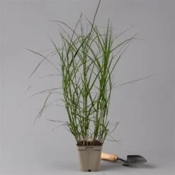 Bio Palmwedel-Segge Rotbraun, Topf-Ø 11 Cm, 3er-Set -Gartengeschäft 0319100543 carex muskingumensis 125705