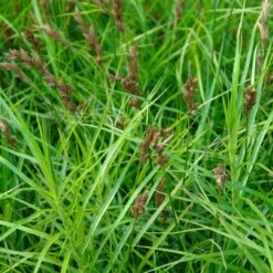 Bio Palmwedel-Segge Rotbraun, Topf-Ø 11 Cm, 3er-Set -Gartengeschäft 0319100543 Carex muskingumensis beschnitten 120384