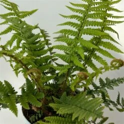 Goldschuppenfarn, Topf-Ø 17 Cm, 2er-Set -Gartengeschäft 0319200159 dryopteris affinis 10 125046