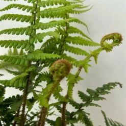 Goldschuppenfarn, Topf-Ø 17 Cm, 2er-Set -Gartengeschäft 0319200159 dryopteris affinis 5 125045
