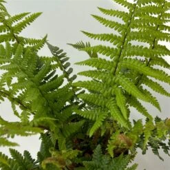 Goldschuppenfarn, Topf-Ø 17 Cm, 2er-Set -Gartengeschäft 0319200159 dryopteris affinis 9 125047