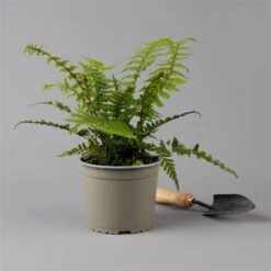 Goldschuppenfarn, Topf-Ø 17 Cm, 2er-Set -Gartengeschäft 0319200159 dryopteris affinis f 126005