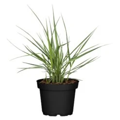 Bio Rutenhirse 'Prairie Sky', Topf 5 Liter -Gartengeschäft 0320300824 Panicum virgatum Prairie Sky KB 5Ltr Cont 78149