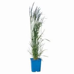Bio Reitgras 'Karl Foerster', Topf 5 Liter -Gartengeschäft 0321600001 Calamagrostis acut Karl Foerster 2 114069