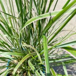 Bio Reitgras 'Karl Foerster', Topf 5 Liter -Gartengeschäft 0321600002 Calamagrostis acut Overdam 6 113977