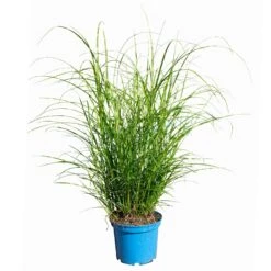 Bio Zebragras 'Little Zebra', Topf 3 Liter -Gartengeschäft 0321600013 Miscanthus sin Little Zebra 4 113927