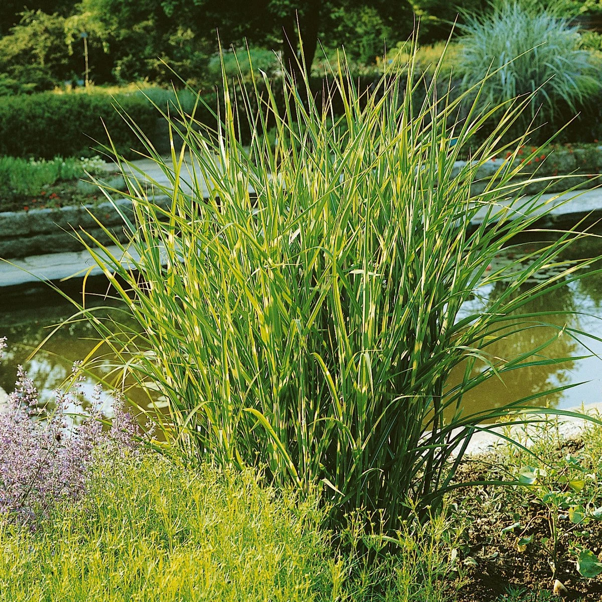 Bio Miscanthus Sinensis 'Strictus' Braun, Höhe 160-180 Cm, 5 Liter Topf – Bild 3
