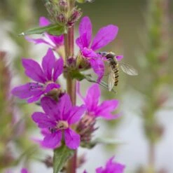 Bio Blut-Weiderich Violett, Topf-Ø 11 Cm, 3er-Set -Gartengeschäft 0330100088 Lythrum salicaria KB 11cm Topf rot 75711