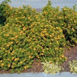 Orangener Fingerstrauch 'Mango Tango®', Gelb-orange, Höhe 20-25 Cm, Topf 5 Liter -Gartengeschäft 0410112162 Potentilla frut Mango Tango 1 86936