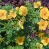 Orangener Fingerstrauch 'Mango Tango®', Gelb-orange, Höhe 20-25 Cm, Topf 5 Liter