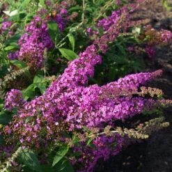 Duo-Schmetterlingsstrauch, Buddleja 'Reve De Papillion'®, Pink-weiß, Topf 5 Lt. -Gartengeschäft 0410220177 BUDDLEJA davidii Reve de Papillon 3 pink Kordes 78181