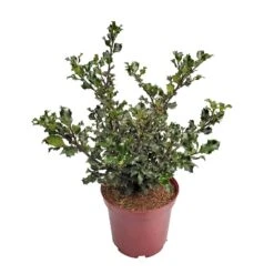 Stechpalme 'Blue Angel', 50er-Set, Grünes Blatt & Rote Beeren, Topf 5 Liter -Gartengeschäft 0410450796 0410450797 Ilex mes Blue Angel 4 104458