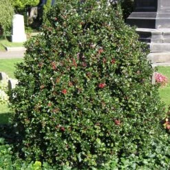 Stechpalme 'Blue Angel', 50er-Set, Grünes Blatt & Rote Beeren, Topf 5 Liter -Gartengeschäft 0410450796 0410450797 Ilex mes Blue Angel 6 104414