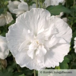 Duo-Gartenhibiskus 'White Chiffon®' Und 'Pink Chiffon®', Weiß + Pink, 5 Lt. Topf -Gartengeschäft 0410900500 Hibiscus White Chiffon 76688