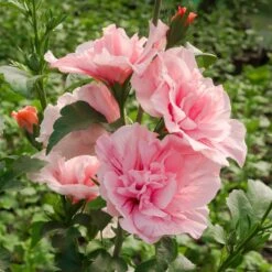 Duo-Gartenhibiskus 'White Chiffon®' Und 'Pink Chiffon®', Weiß + Pink, 5 Lt. Topf -Gartengeschäft 0410900545 Hibiscus Pink Chiffon1 74245