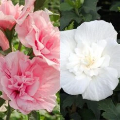Duo-Gartenhibiskus 'White Chiffon®' Und 'Pink Chiffon®', Weiß + Pink, 5 Lt. Topf