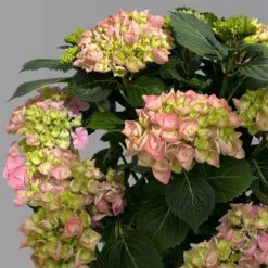 Kölle Gartenhortensie Ball Rosa, 4/5 Liter Topf -Gartengeschäft 0415100310 hydrangea mac ball rosa 4 125079