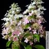 Rispenhortensie 'Confetti'®, Hydrangea Paniculata, Weiß, 3er-Set, Topf 5 Liter