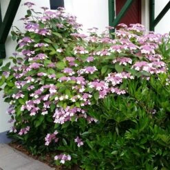 Japanische Berg-Hortensien 'Blue Deckle' & 'Blue Bird', 2er-Set, Topf 4 Liter -Gartengeschäft 0415500167 Hydrangea serrata Blue Deckle Blue Bird 2 104398