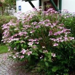 Japanische Berg-Hortensien 'Blue Deckle' & 'Blue Bird', 2er-Set, Topf 4 Liter -Gartengeschäft 0415500167 Hydrangea serrata Blue Deckle Blue Bird 3 104399
