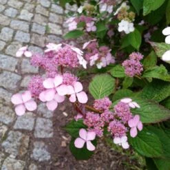Japanische Berg-Hortensien 'Blue Deckle' & 'Blue Bird', 2er-Set, Topf 4 Liter -Gartengeschäft 0415500167 Hydrangea serrata Blue Deckle Blue Bird 4 104400