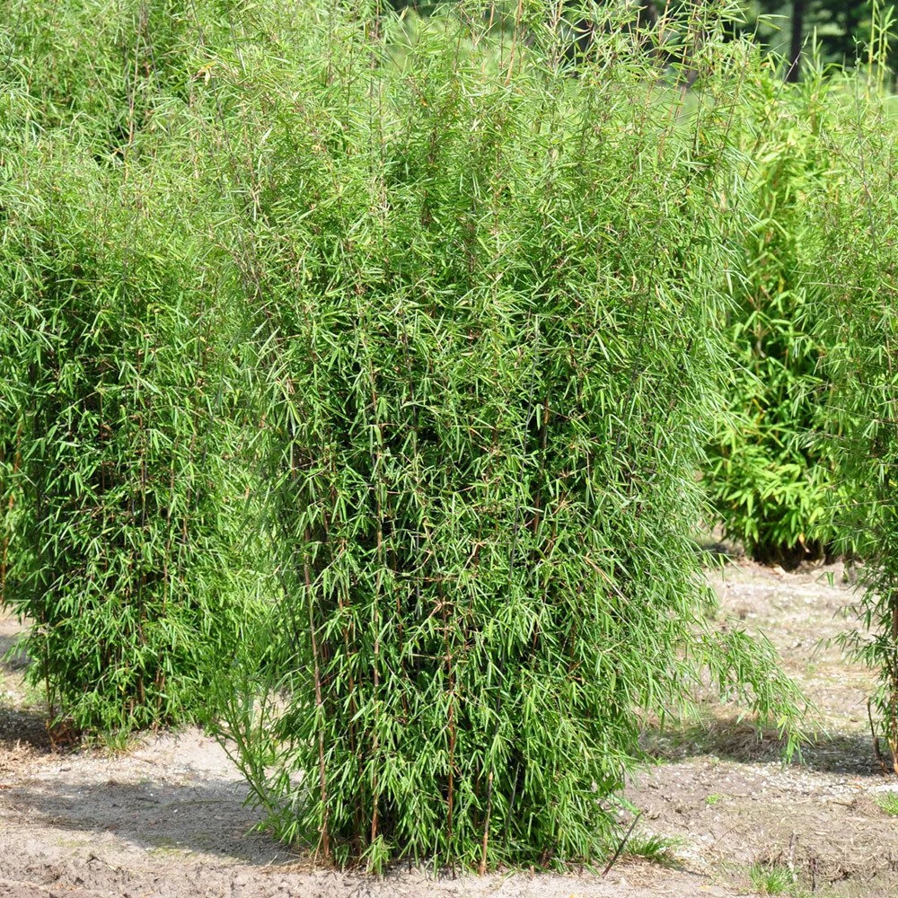 15er-Set Bambus-Hecken-Set Fargesia 'Jiuzhaigou 1', Höhe 80-100 Cm, Im 7,5 Liter Topf 2 15er-Set Bambus-Hecken-Set Fargesia 'Jiuzhaigou 1', Höhe 80-100 Cm, Im 7,5 Liter Topf – Bild 2