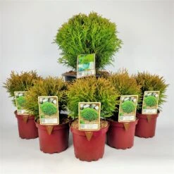 Kugel-Lebensbaum, 6er-Mix Set, 5x Topf 2 Liter + 1x Topf 8,7 Liter