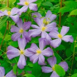 Italienische Waldrebe 'Prince Charles', 2er-Set, Hellviolett, Topf 2 Liter