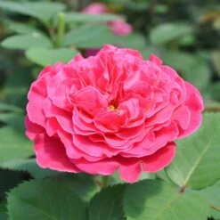 Duftende Edelrose 'Kölle's Rosensymphonie'®, Pink, Doppelbogen, Topf 7,5 Liter -Gartengeschäft 0460100701 KB Koelles Rosensymphonie Edelrose Cont 6l 01 51149