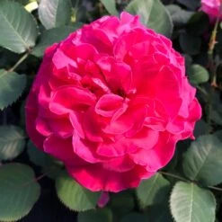 Duftende Edelrose 'Kölle's Rosensymphonie'®, Pink, Doppelbogen, Topf 7,5 Liter -Gartengeschäft 0460100701 KB Koelles Rosensymphonie Edelrose Cont 6l 02 51150