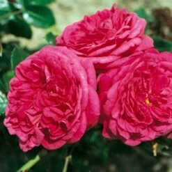 Duftende Edelrose 'Kölle's Rosensymphonie'®, Pink, Doppelbogen, Topf 7,5 Liter -Gartengeschäft 0460100701 KB Koelles Rosensymphonie Edelrose Cont 6l 03 51151