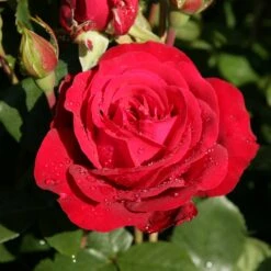 Edelrose 'Störtebeker®, Rot, Topf 6 Liter -Gartengeschäft 0460100726 KB Stoertebeker Premium Edelrose 75092