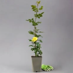 Beetrose 'Westart®', Leuchtend Goldgelb, Topf 6 Liter -Gartengeschäft 0460200714 beetrose weststart premium 2 124085