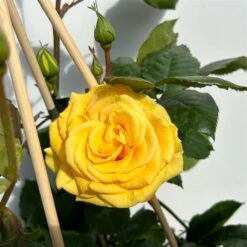 Beetrose 'Westart®', Leuchtend Goldgelb, Topf 6 Liter -Gartengeschäft 0460200714 beetrose weststart premium 3 123889