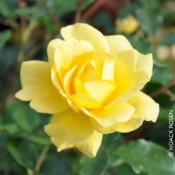 Beetrose 'Westart®', Leuchtend Goldgelb, Topf 6 Liter -Gartengeschäft 0460200714 Beetrose Westart RGB Copyright NEU 42090