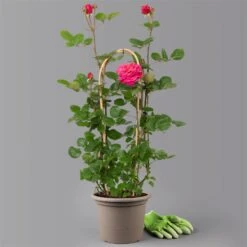 Duftende Edelrose 'Kölle's Rosensymphonie'®, Pink, Doppelbogen, Topf 7,5 Liter