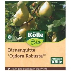 Bio Birnenquitte 'Cydora Robusta'Ⓢ, Topf 10 Liter -Gartengeschäft 0480300060 Koelle Bio Cydora Robusta Birnenquitte Busch 1 119767