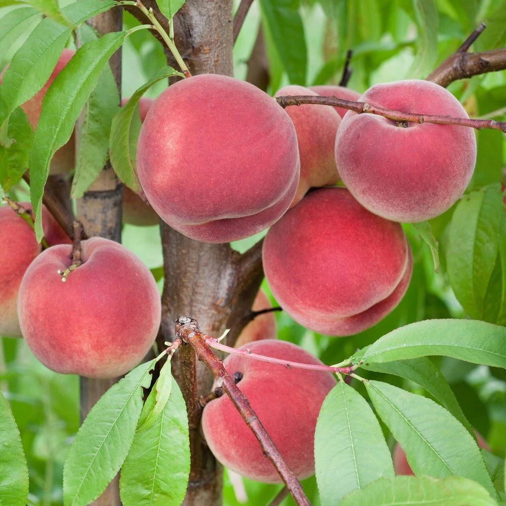 Kölle Bio Pfirsich 'Benedicte'®, Topf 10 Liter 1 Kölle Bio Pfirsich 'Benedicte'®, Topf 10 Liter