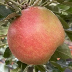 Kölle Bio Säulenapfel 'Rhapsodie'Ⓢ, Unterlage MM 111, Topf 10 Liter -Gartengeschäft 0480650016 KB Rhapsodie Saeulenapfel 2 115630