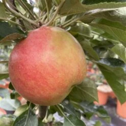 Kölle Bio Säulenapfel 'Rhapsodie'Ⓢ, Unterlage MM 111, Topf 10 Liter -Gartengeschäft 0480650016 KB Rhapsodie Saeulenapfel 3 115629