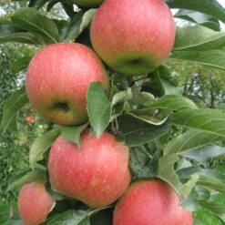 Kölle Bio Säulenapfel 'Jucunda'Ⓢ, Unterlage MM 111, Topf 10 Liter